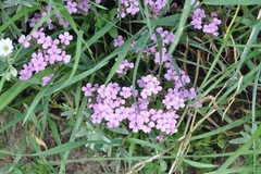 Saponaria ocymoides