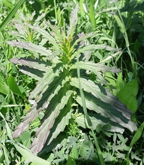 Turricula