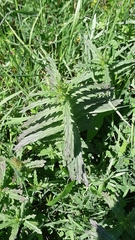Turricula