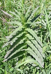 Turricula