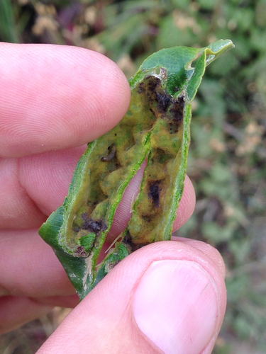 Coffeeberry Midrib Gall Moth photo 2