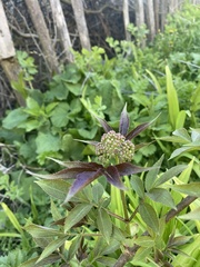 Sambucus racemosa