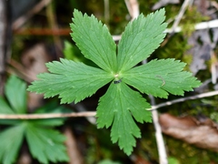 Trollius laxus laxus