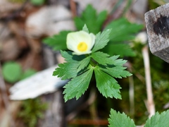 Trollius laxus laxus