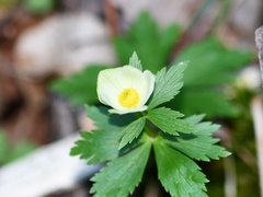 Trollius laxus laxus