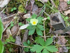 Trollius laxus laxus