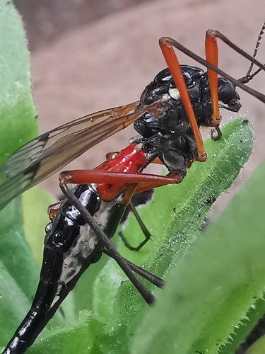 Giant Sabre Comb Horn Cranefly, 7845 TM Holsloot, Nederland, photo 8 of 10