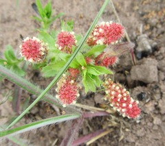 Acalypha peduncularis