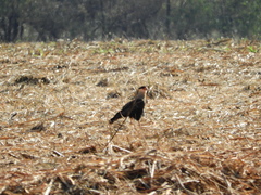 Caracara plancus