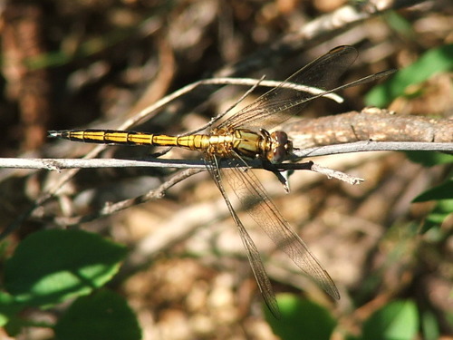 Highland Skimmer photo 4