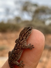 Gehyra variegata