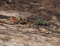 Austroepigomphus turneri