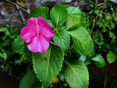 Impatiens walleriana
