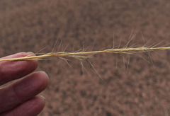 Aristida exserta