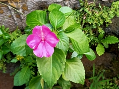 Impatiens walleriana