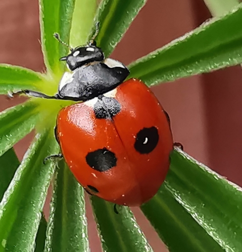 Penkiataškė boružė nuotrauka