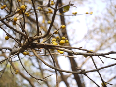 Ficus drupacea