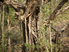 Ficus drupacea