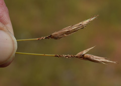 Fimbristylis squarrulosa