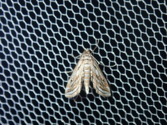 Parapoynx fluctuosalis