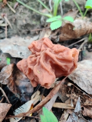 Gyromitra fastigiata