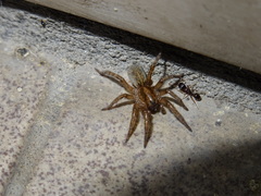 Arctosa personata