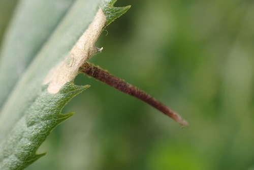 Coleophora vernoniaeella