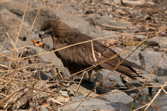 Milvus migrans