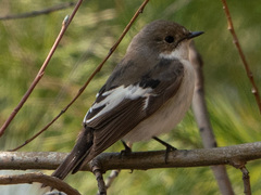 Ficedula hypoleuca