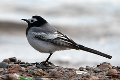 Motacilla alba