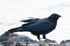 Corvus corone