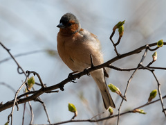 Fringilla coelebs