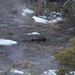 Newfoundland Marten - Photo (c) NLbird2007, some rights reserved (CC BY-NC), uploaded by NLbird2007