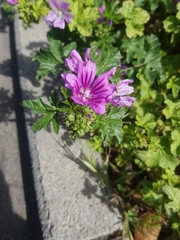 Malva sylvestris
