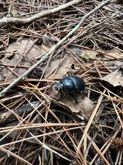 Phelotrupes formosanus