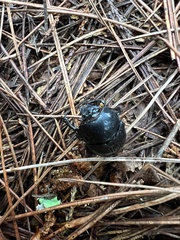 Phelotrupes formosanus