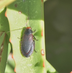 Oxyhaloa deusta