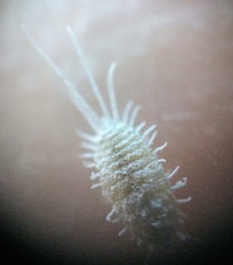 Pseudococcus viburni
