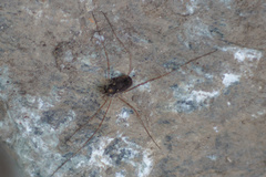 Platybunus