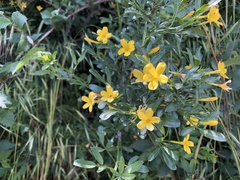 Chrysojasminum fruticans
