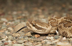 Crotalus oreganus oreganus