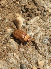 Rhizotrogus aestivus