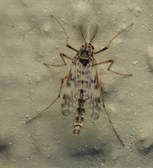 Psectrotanypus dyari