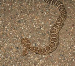 Crotalus oreganus oreganus