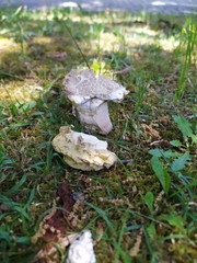 Boletus reticulatus