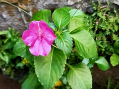 Impatiens walleriana