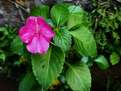 Impatiens walleriana
