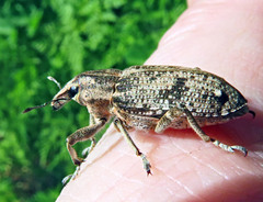 Asproparthenis punctiventris