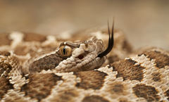 Crotalus oreganus oreganus
