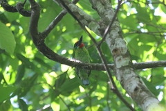 Psilopogon mystacophanos